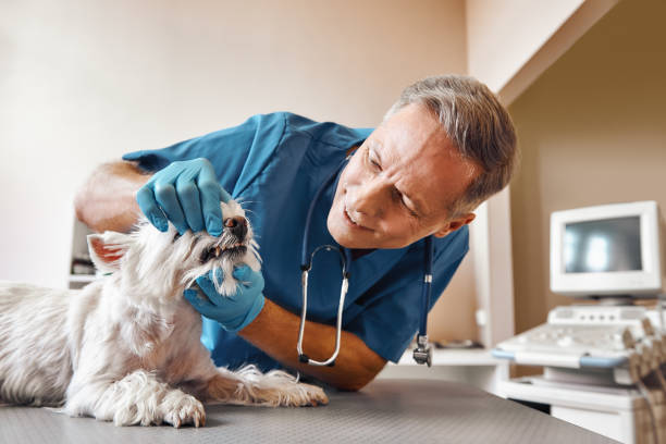 Best Weekend Emergency Dentist in South Gull Lake, MI